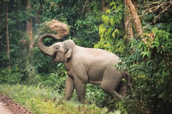 Asiatischer Elefant