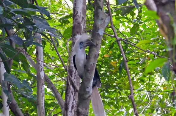 Langschopf-Hornvogel