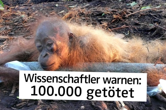 Gefesselter und halbtoter Orang-Utan