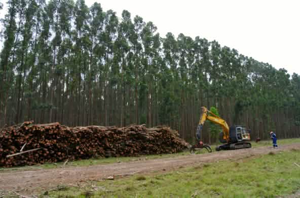Baumplantage in Südafrika