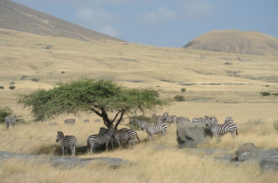 Zebraherde unter einem Baum, umgeben von gelbem Grasland