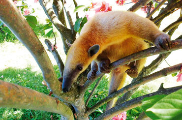 Tamandua