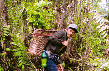 Aktivist pflanzt Bäume im Regenwald