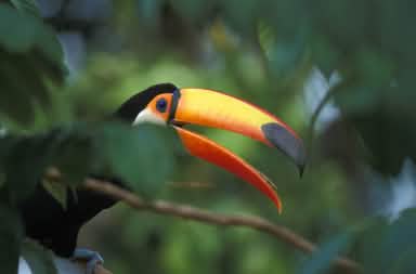 Ein Riesentukan sitzt auf einem Ast im Regenwald