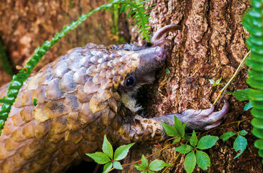 Pangolin