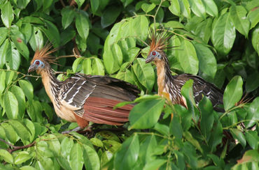 Hoatzin