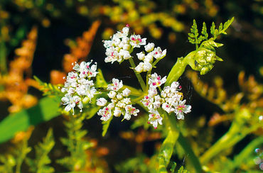 Schierlings-Wasserfenchel