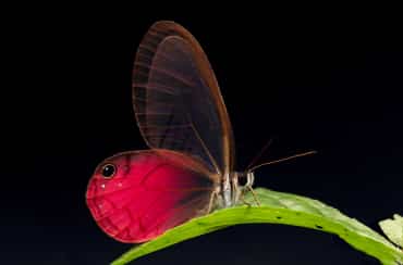 Schmetterling Cithaerias pireta