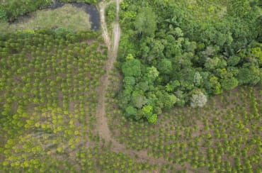 TPL-Eukalyptus-Plantagen verdrängen den Regenwald