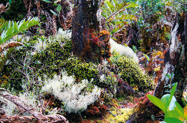 Leuser-Ökosystem