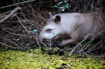 Flachlandtapir, Brasilien