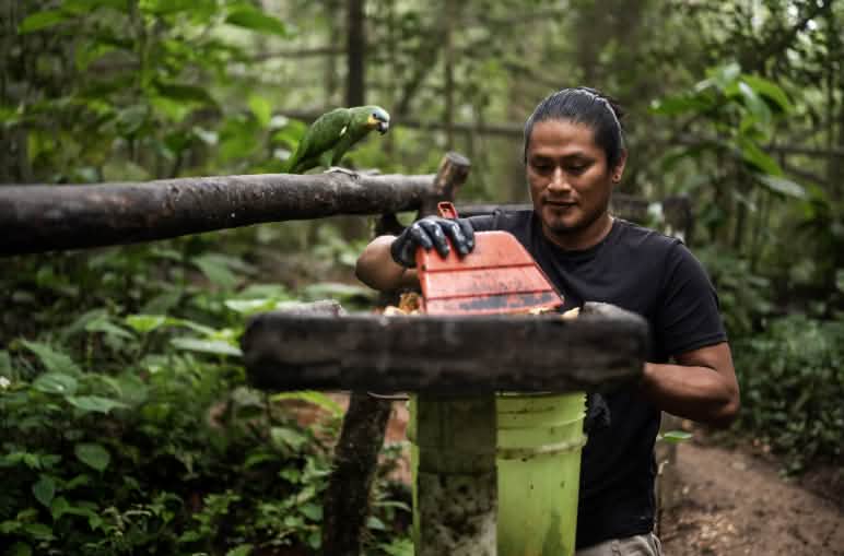 Ein Mann reinigt einen Tierfutterplatz auf einem kleinen Holzpodest im Regenwald unter den Augen eines grünen Papageien