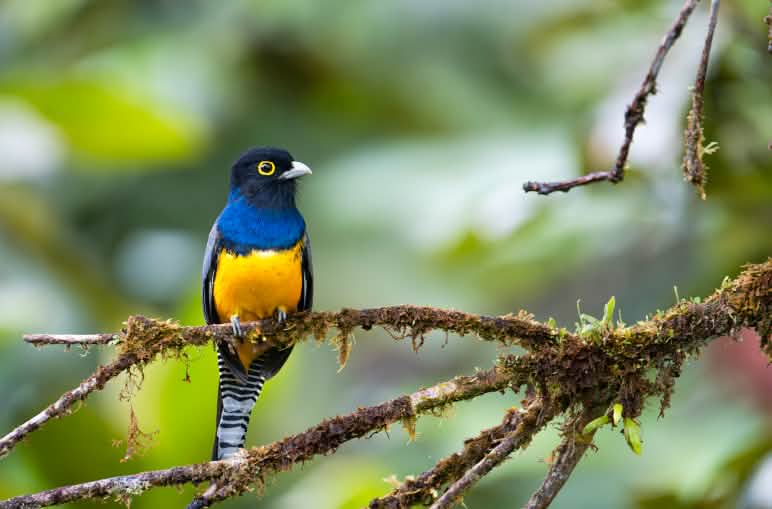 Weißschwanz-Trogon