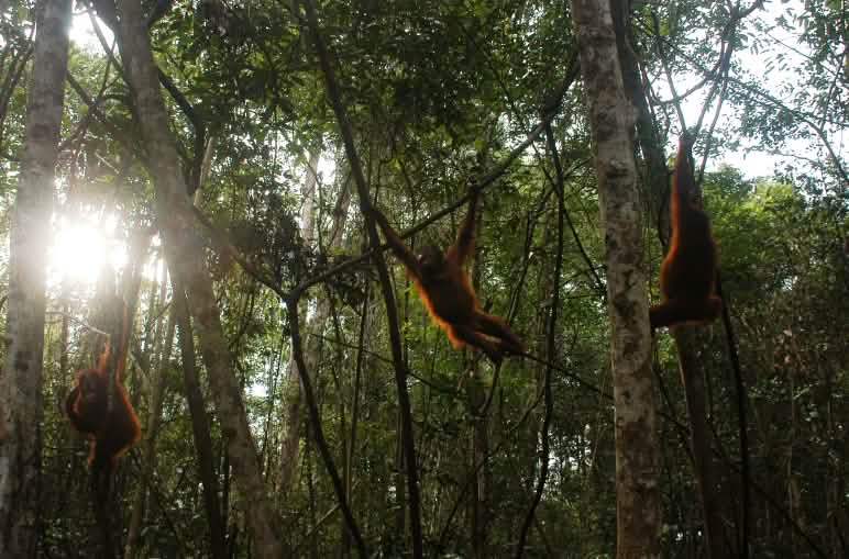Orang Utans spielen im Regenwald von Borneo.