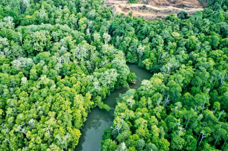 Drohnenfoto von Regenwald mit Fluss und Kahlschlag