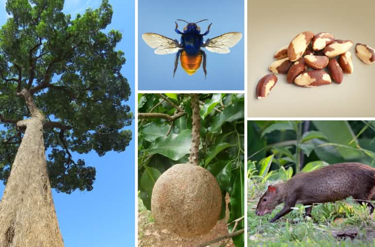 Collage Adventskalender 4. Dez. 2025