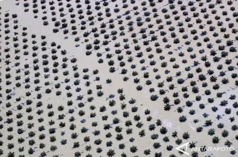 Luftbild von einer überfluteten Ölpalmplantage auf Sumatra