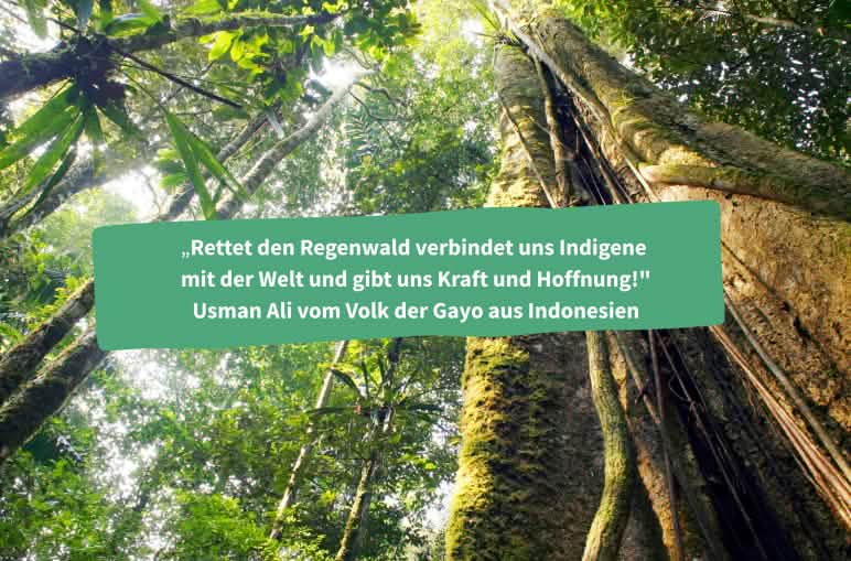 Collage: Zitat eines indigenen Gayo, montiert über das Bild eines Urwaldbaums