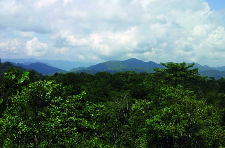 Ebo-Wald, Kamerun