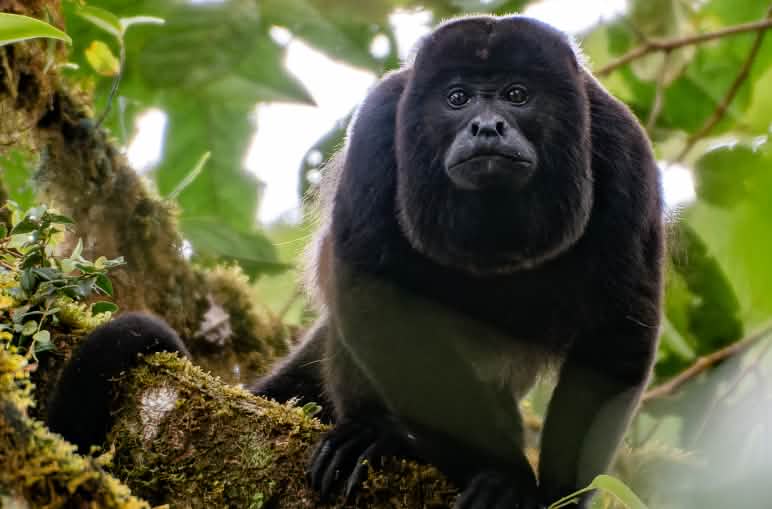 Ein Mantelbrüllaffe (Alouatta palliata) schaut aus dem Blätterdach in Los Cedros Ein Mantelbrüllaffe schaut von einer Baumgabel auf den Betrachter