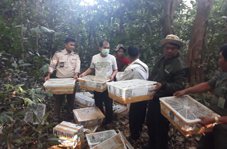 Wildtierschmuggel stoppen: Unsere Partnerorganisation Flight aus Indonesien lässt gefangene Wildvögel frei