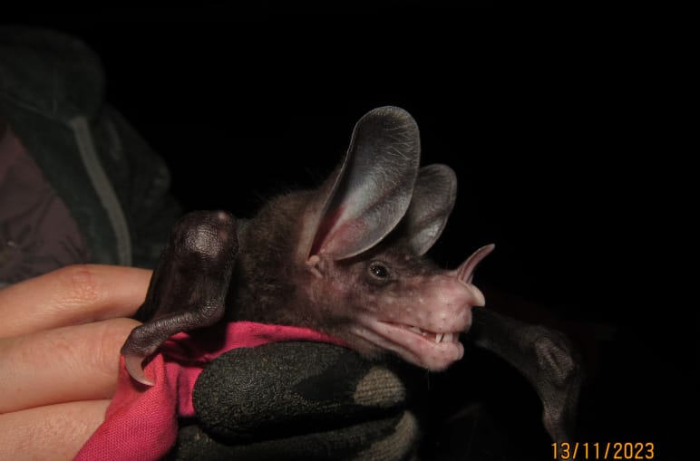 Fledermaus Spiessblattnase