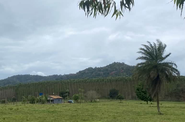 Viehweide und Eukalyptusplantage im Atlantischen Regenwald im TI Comexatiba Hinter einer Weidefläche mit einer Holzhütte erstreckt sich im Hintergrund eine Eukalyptusplantage