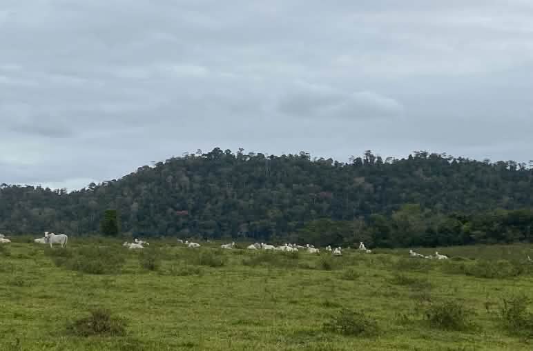 Zebu-Rinder auf einem Großgrundbesitz im Atlantischen Regenwald im indigenen Land TI Comexatiba Rinderherde auf Weidefläche mit Regenwald im Hintergrund