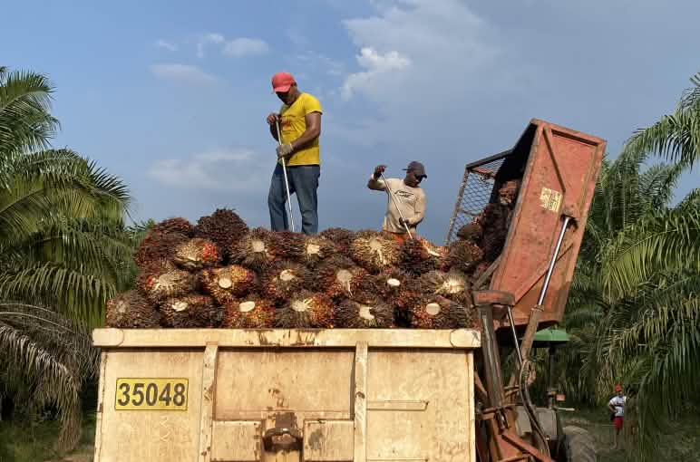 Ernte Palmölfrüchte