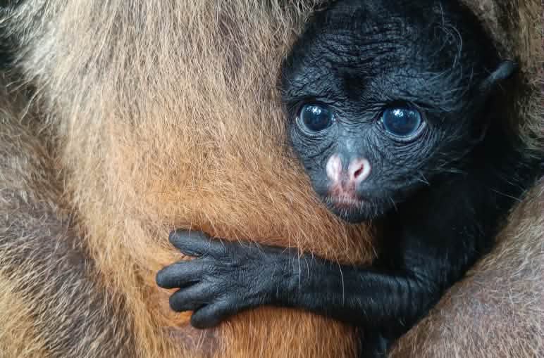 Ein Baby eines Weißstirnklammeraffen schaut aus dem Fell der Mutter