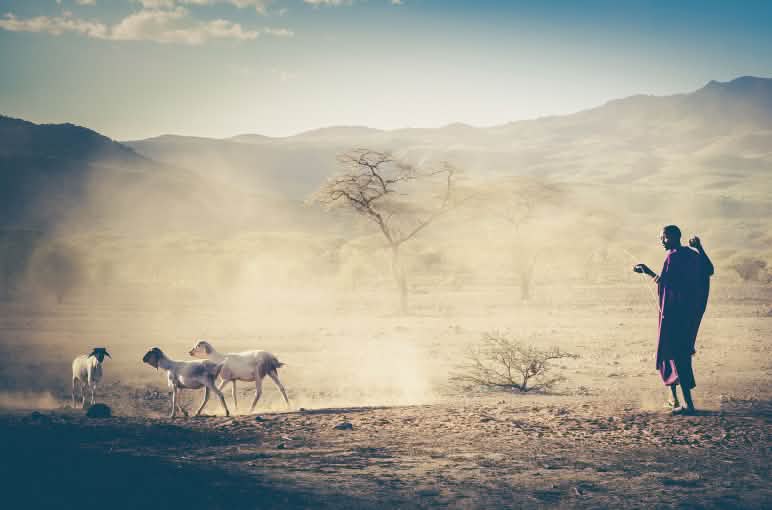 Viehhirte in Tansania, Massai