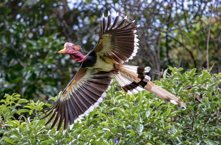 Schildhornvogel im Flug