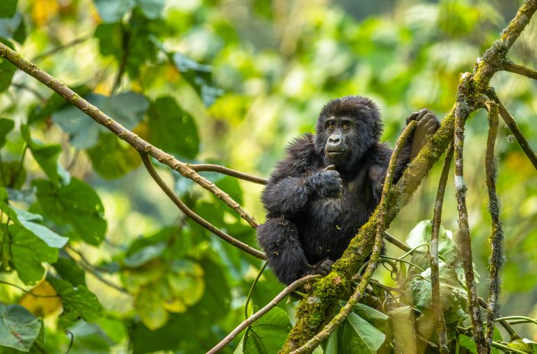 Gorilla im Baum