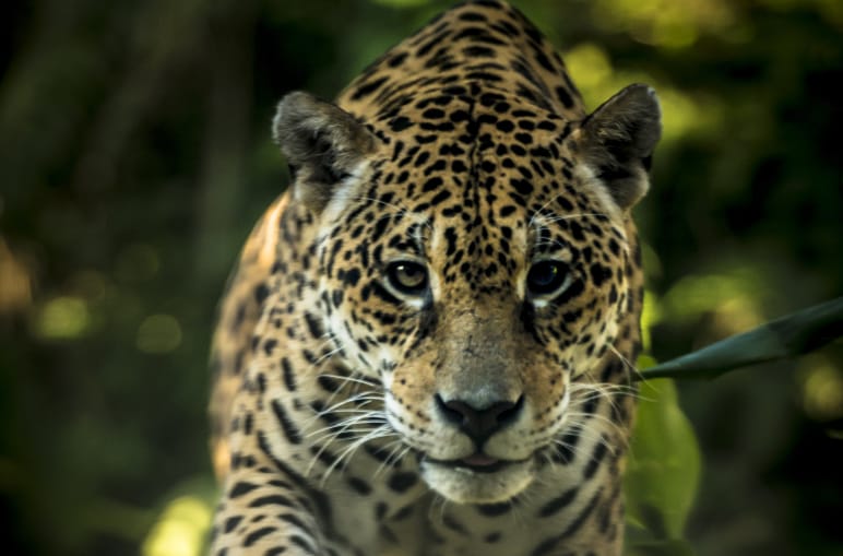 Jaguar im Regenwald