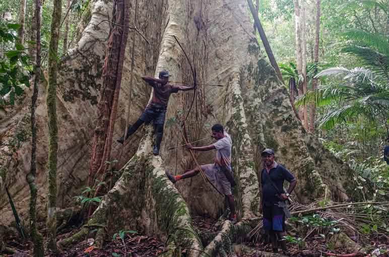 Drei Männer am Fuß eines Baumriesen