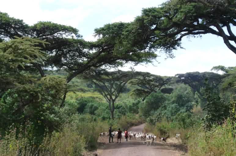 Massai mit Ziegenherde auf einem Weg durch lichten Wald