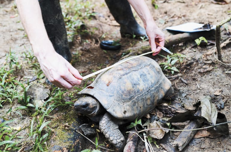Schildkröte wird vermessen