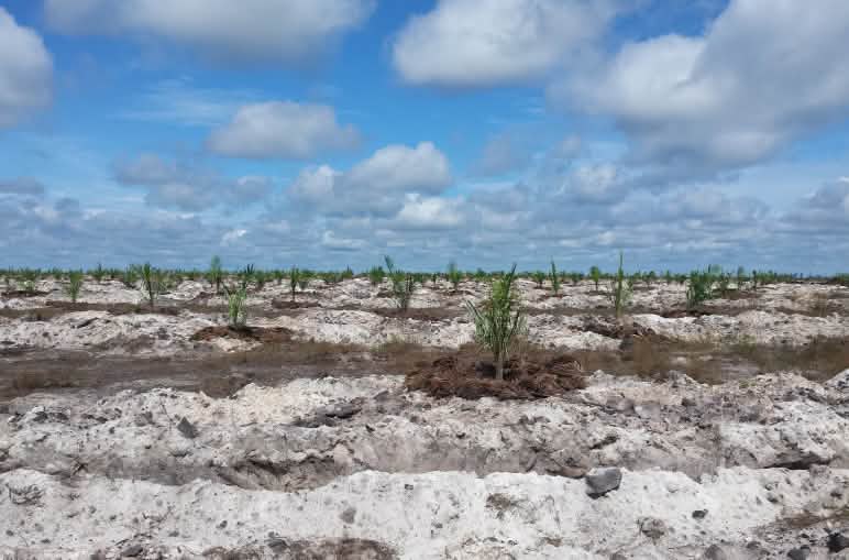 Setzlinge von Ölpalmen auf Sand
