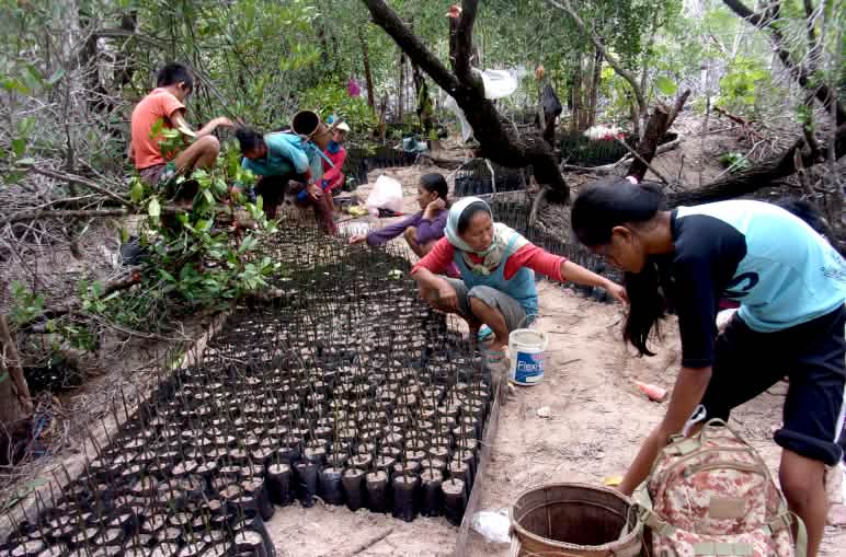 Baumschule für Mangroven