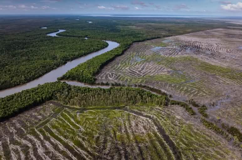 riesige kahl geschlagene Fläche von oben