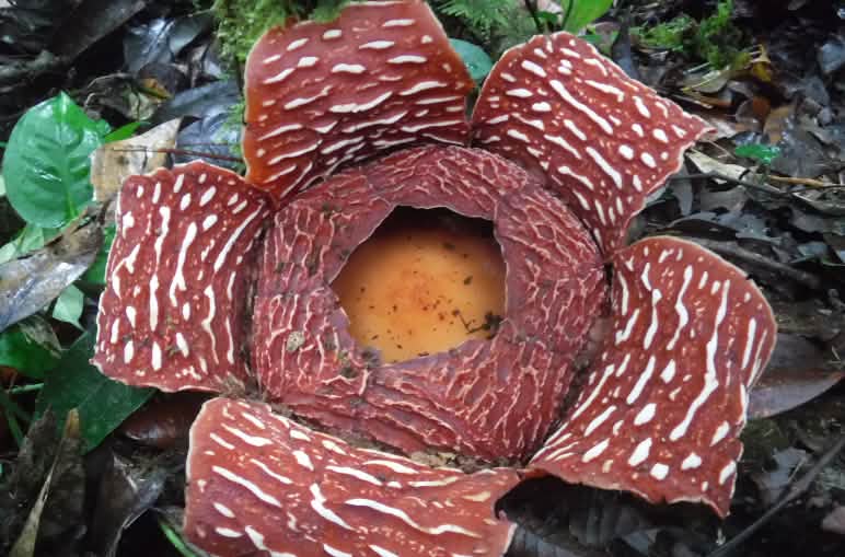Rafflesia-Blüte