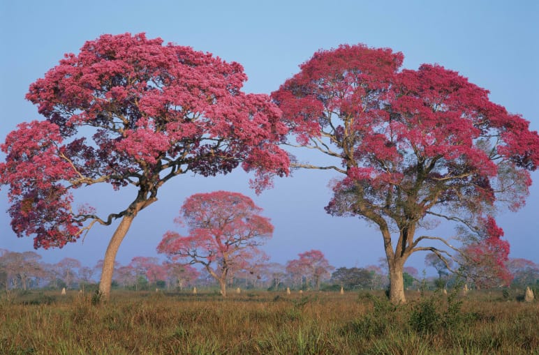 Lapacho Bäume, Brasilien