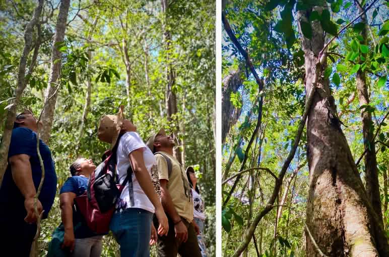 Eine Gruppe von Menschen sehen hinauf in die Baumwipfel.