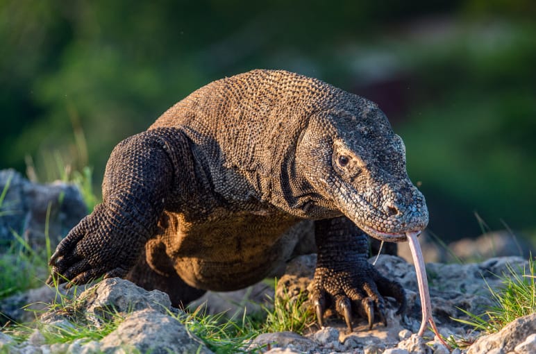 Komodowaran auf der Indonesischen Insel Komodo