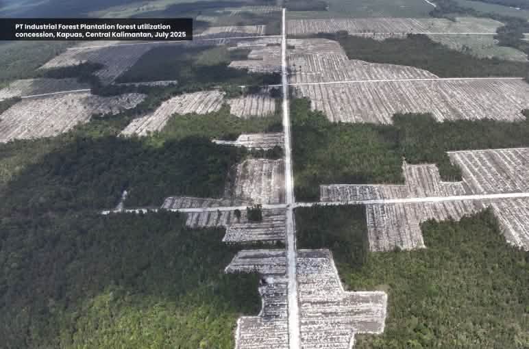 Drohenfoto von Kahlschlag