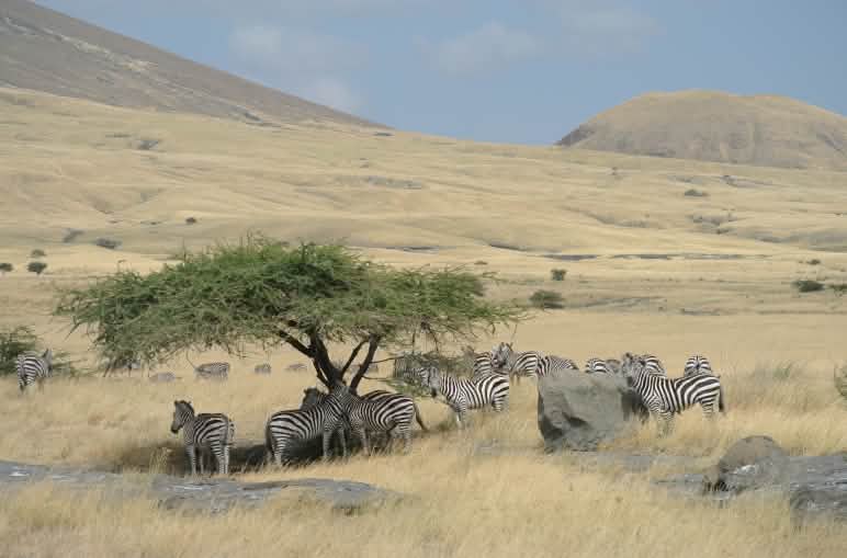 Zebraherde unter einem Baum, umgeben von gelbem Grasland