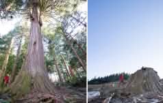 Collage Before After - Rodung in Caycuse Kanada