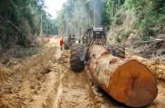 Der Stamm eines tropischen Baumriesen wird von einem Forstschlepper aus dem Regenwald in Zentralafrika gezogen