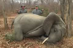 Elefant Jaeger in Simbabwe