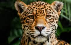 Jaguar in Indio Maiz Reserva Biologica